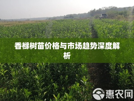香橼树苗价格与市场趋势深度解析