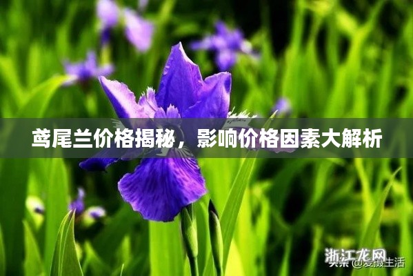 鸢尾兰价格揭秘，影响价格因素大解析