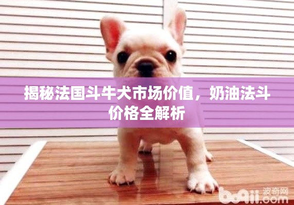 揭秘法国斗牛犬市场价值，奶油法斗价格全解析