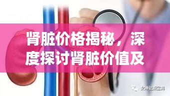 肾脏价格揭秘，深度探讨肾脏价值及其意义