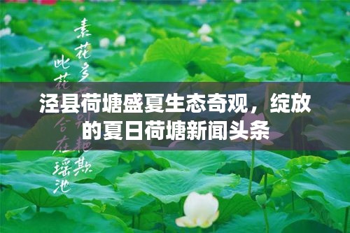 泾县荷塘盛夏生态奇观，绽放的夏日荷塘新闻头条