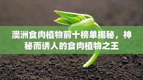 澳洲食肉植物前十榜单揭秘，神秘而诱人的食肉植物之王
