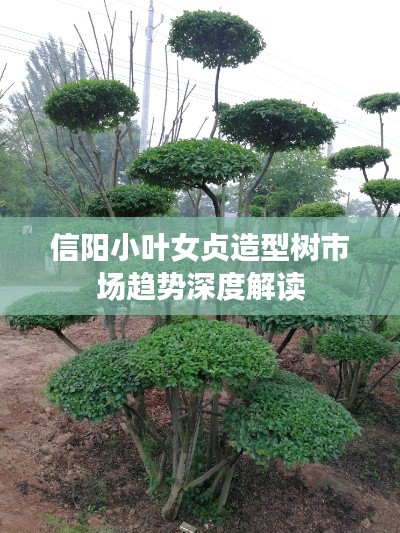 信阳小叶女贞造型树市场趋势深度解读
