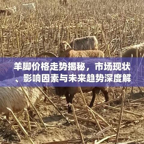 羊脚价格走势揭秘，市场现状、影响因素与未来趋势深度解析