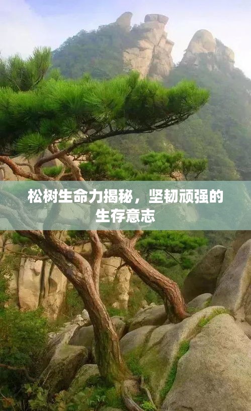 松树生命力揭秘，坚韧顽强的生存意志