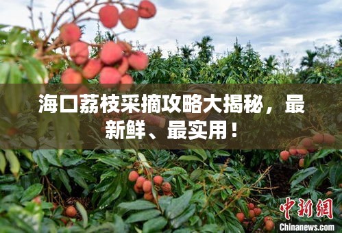 海口荔枝采摘攻略大揭秘，最新鲜、最实用！