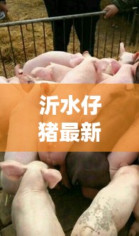 沂水仔猪最新行情，今日价格走势一网打尽！
