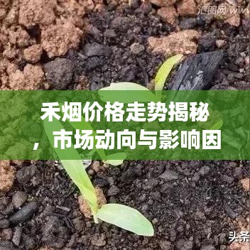 禾烟价格走势揭秘，市场动向与影响因素深度探讨