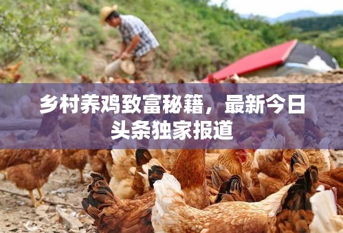 乡村养鸡致富秘籍，最新今日头条独家报道