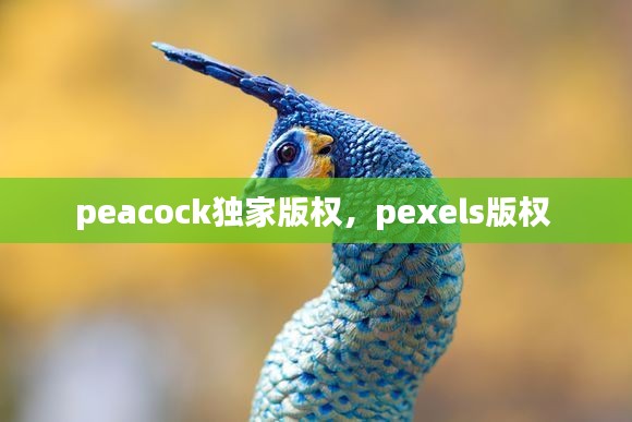 peacock独家版权，pexels版权 