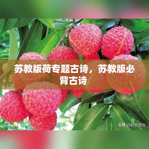 苏教版荷专题古诗，苏教版必背古诗 