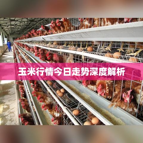 玉米行情今日走势深度解析