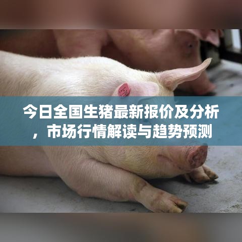 今日全国生猪最新报价及分析，市场行情解读与趋势预测