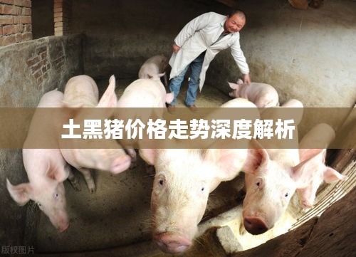 土黑猪价格走势深度解析