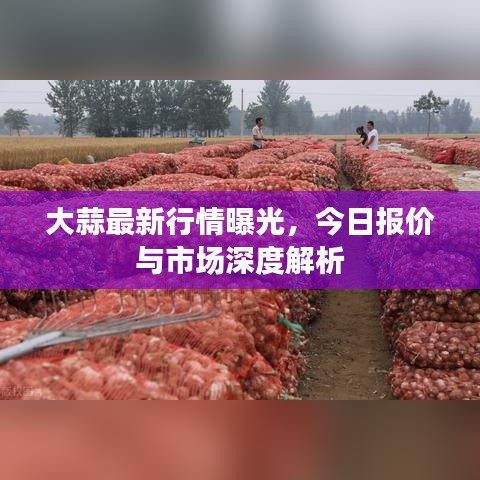 大蒜最新行情曝光，今日报价与市场深度解析