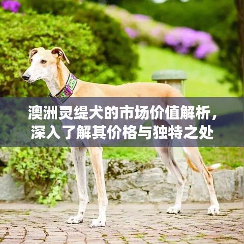 澳洲灵缇犬的市场价值解析，深入了解其价格与独特之处